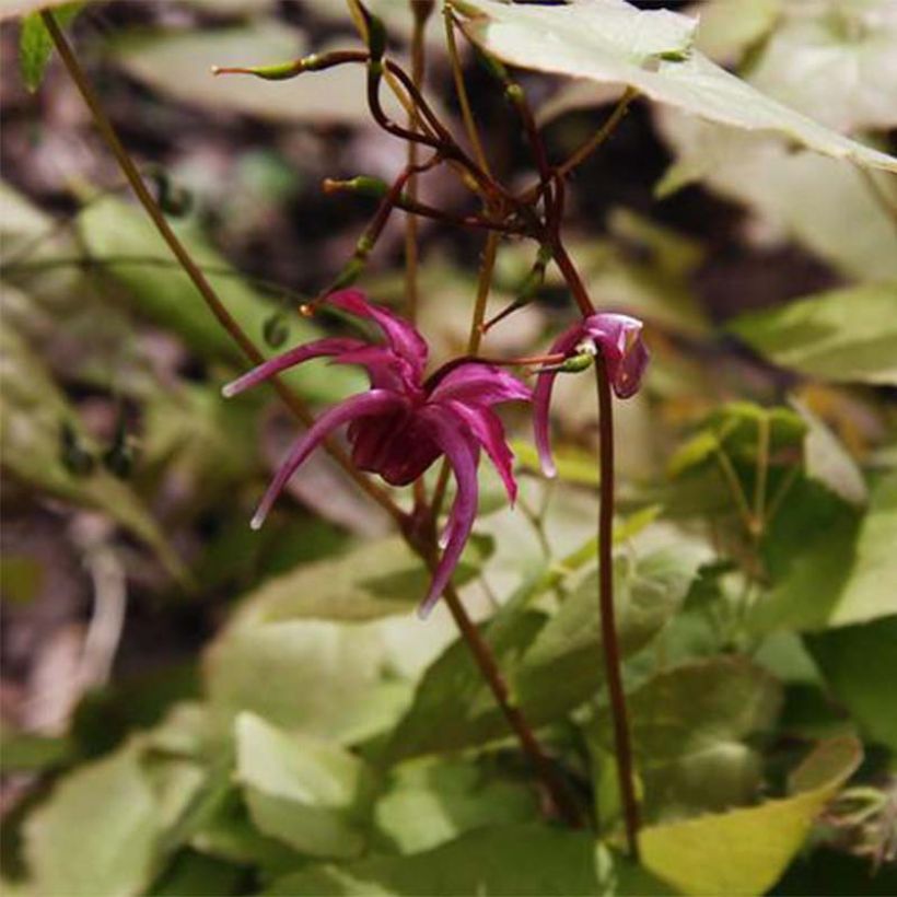 Epimedium grandiflorum Red Beauty - Großblumige Elfenblume (Flowering)