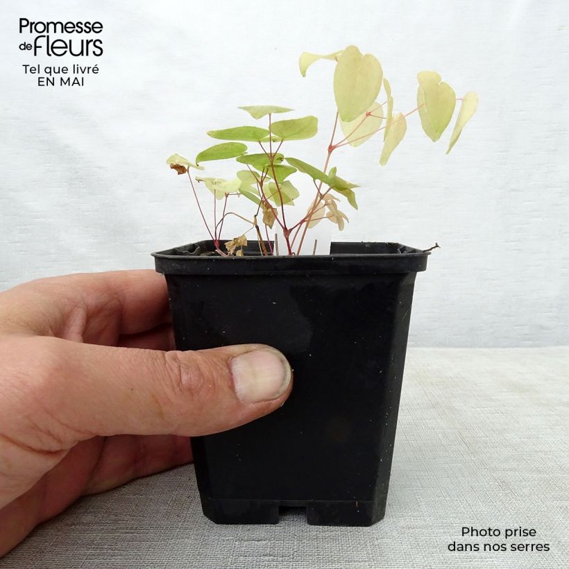 Exemplar von Epimedium grandiflorum Red Beauty - Großblumige Elfenblume Kleine Töpfe von 8/9 cm wie im Frühjahr geliefert