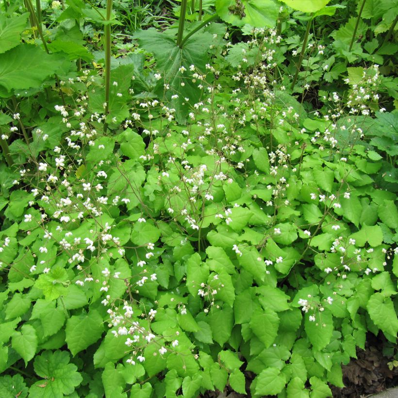 Epimedium grandiflorum Rubinkröne - Großblumige Elfenblume (Plant habit)