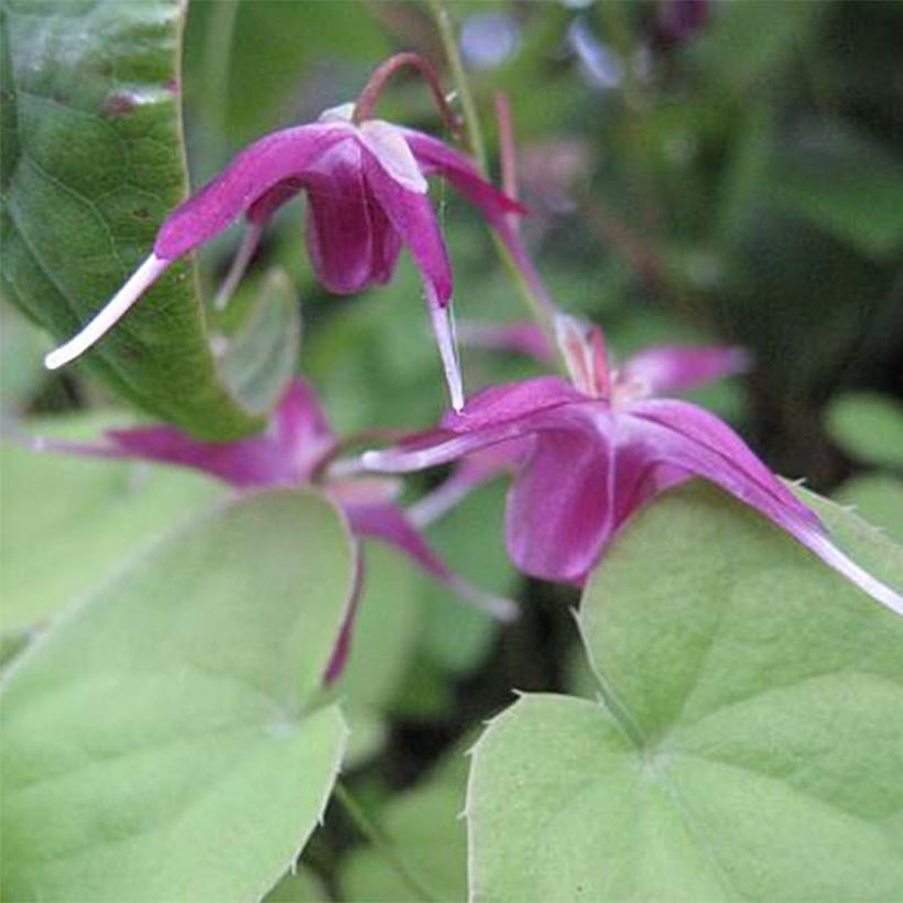 Epimedium grandiflorum Shiho - Großblumige Elfenblume (Flowering)