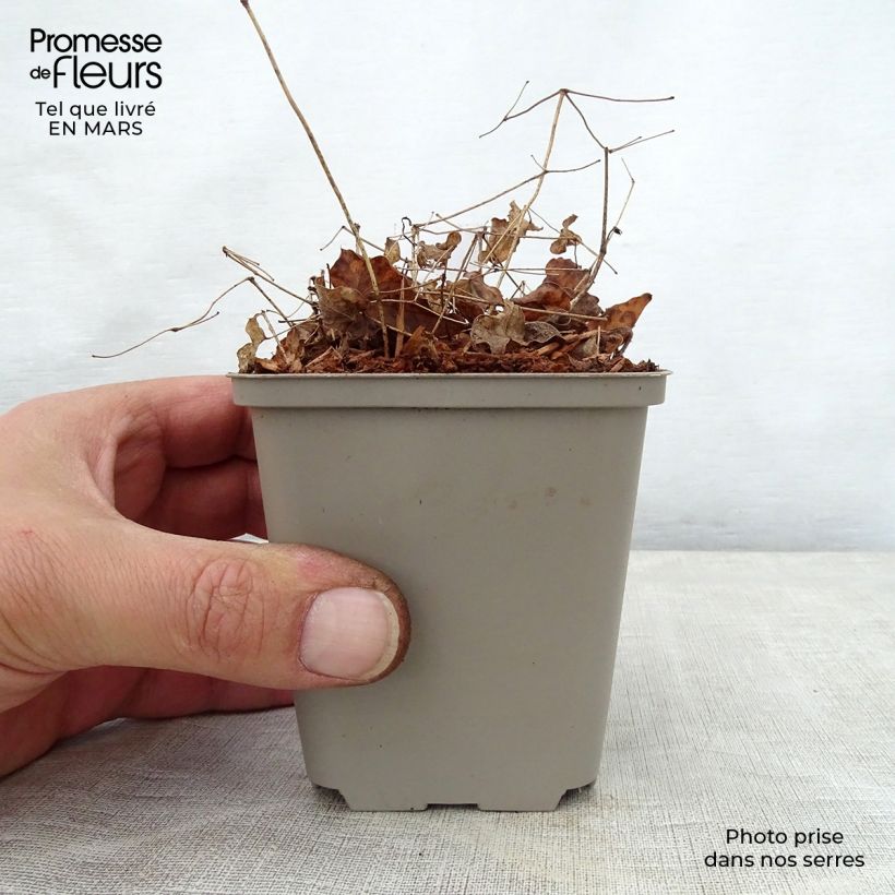 Exemplar von Epimedium grandiflorum Shiho - Großblumige Elfenblume Kleine Töpfe von 8/9 cm wie im Frühjahr geliefert