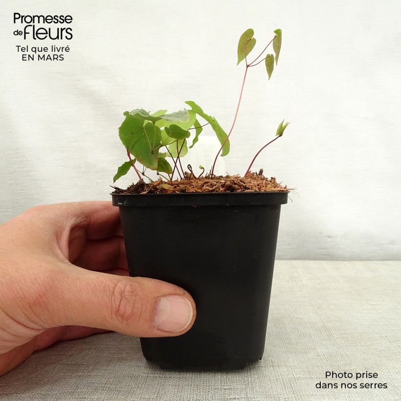 Exemplar von Epimedium Pink Elf - Elfenblume Kleine Töpfe von 8/9 cm wie im Frühjahr geliefert