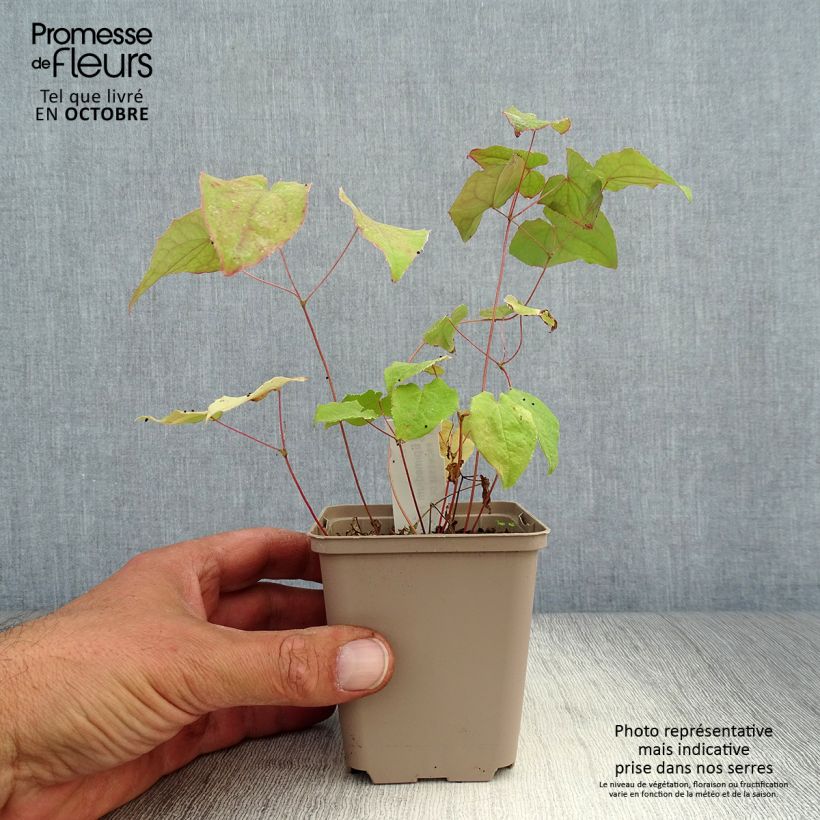 Example of Epimedium Pink Elf - Elfenblume Kleine Töpfe von 8/9 cm as you get in automne