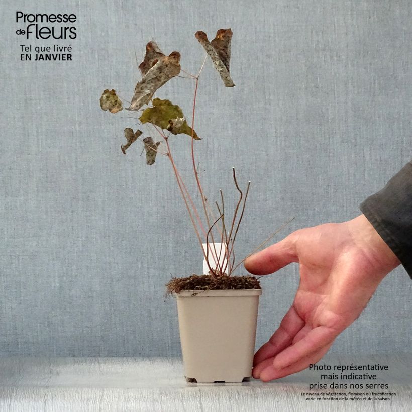 Exemplar von Epimedium Pink Elf - Elfenblume Kleine Töpfe von 8/9 cm wie im Winter geliefert