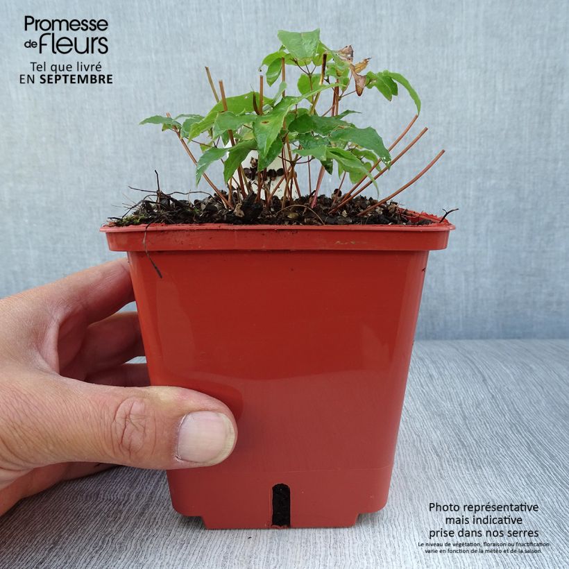Example of Epimedium Pink Elf - Elfenblume Topf mit 1L/1,5L as you get in automne