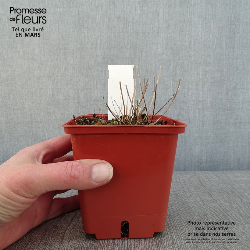 Exemplar von Epimedium Pink Elf - Elfenblume Topf mit 1L/1,5L wie im Winter geliefert