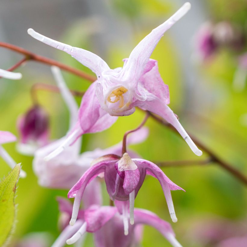 Epimedium grandiflorum Pretty in Pink - Großblumige Elfenblume (Flowering)