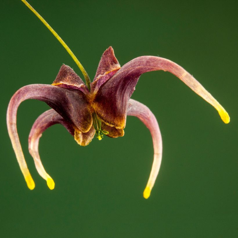 Epimedium omeiense Stormcloud - Elfenblume (Flowering)