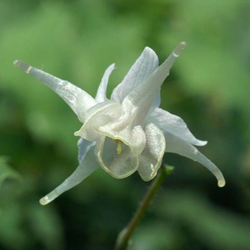 Epimedium pauciflorum - Elfenblume (Flowering)
