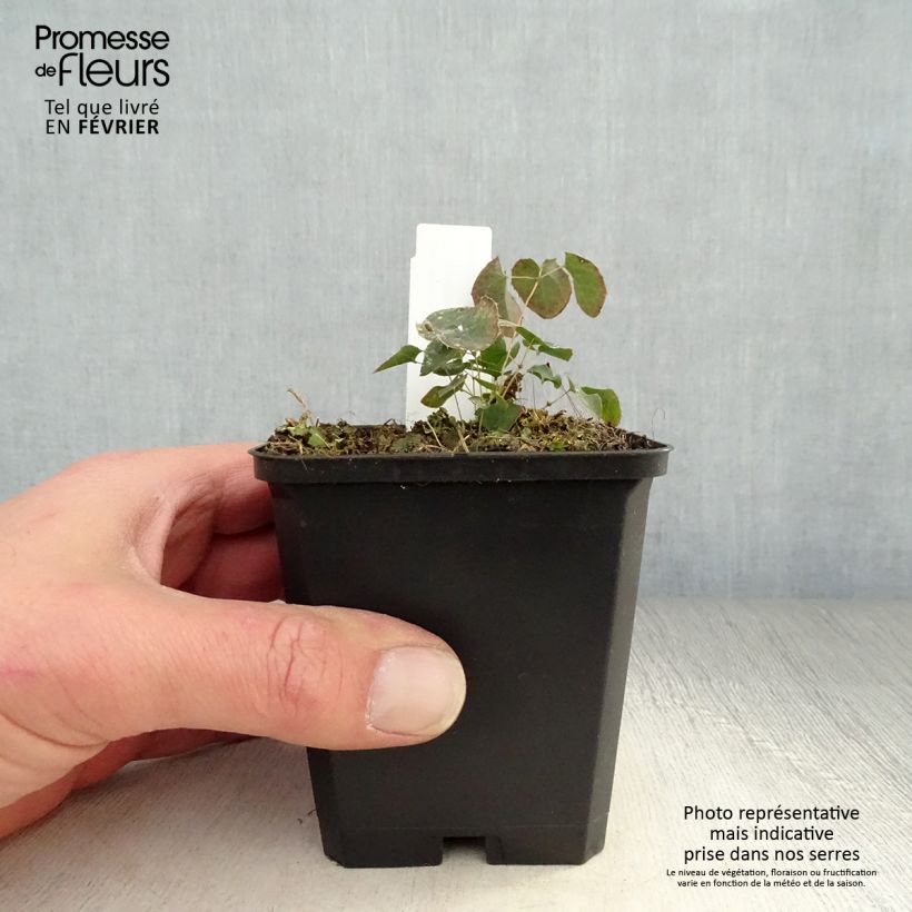 Exemplar von Epimedium perralchicum Fröhnleiten - Elfenblume Kleine Töpfe von 8/9 cm wie im Winter geliefert