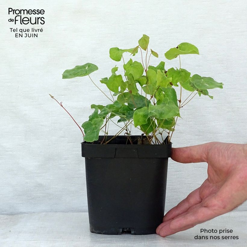 Exemplar von Epimedium perralchicum Fröhnleiten - Elfenblume Topf mit 2L/3L wie im Sommer geliefert