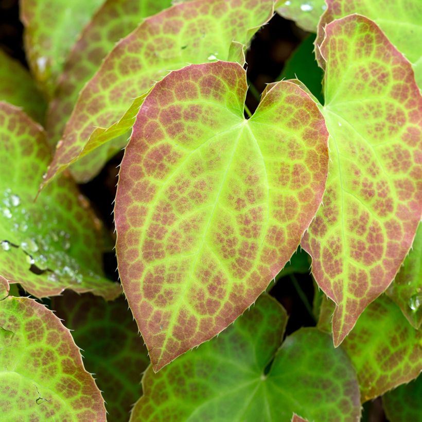 Epimedium perralchicum Fröhnleiten - Elfenblume (Foliage)