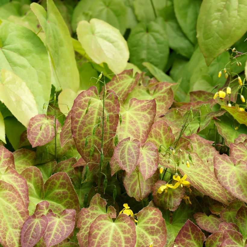 Epimedium perralchicum Fröhnleiten - Elfenblume (Plant habit)