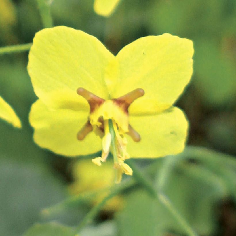 Epimedium perralchicum Fröhnleiten - Elfenblume (Flowering)