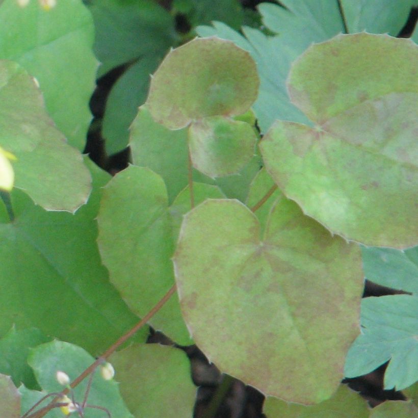 Epimedium platypetalum - Elfenblume (Foliage)