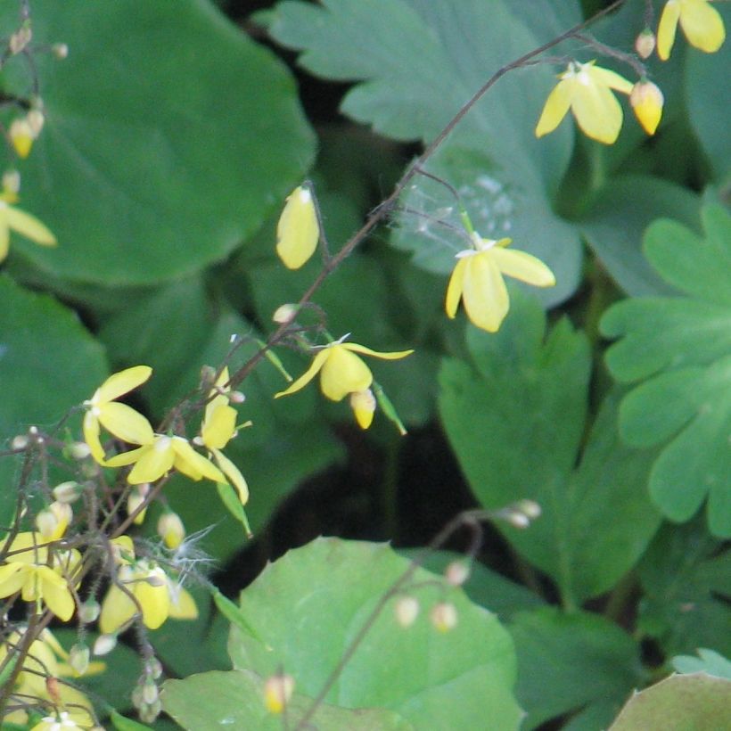 Epimedium platypetalum - Elfenblume (Flowering)