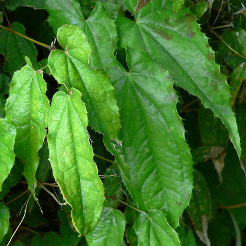 Epimedium pubescens - Flaumhaarige Elfenblume (Foliage)