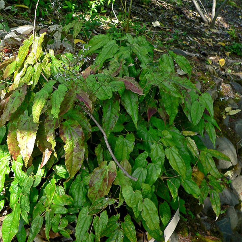 Epimedium pubescens - Flaumhaarige Elfenblume (Plant habit)