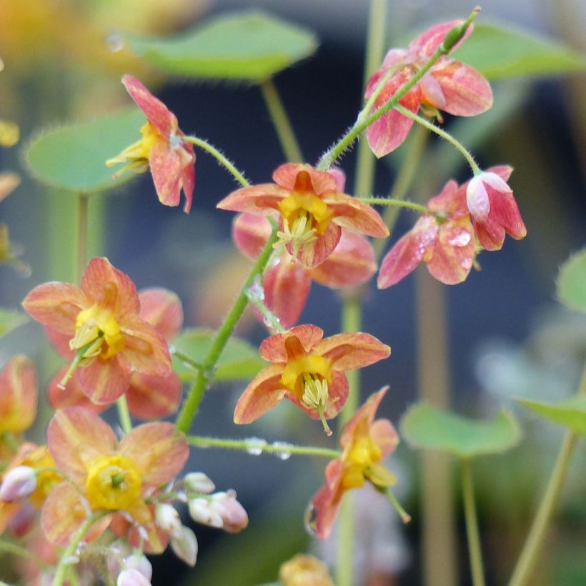Epimedium pubigerum Orangekönigin - Flaumige Elfenblume (Flowering)