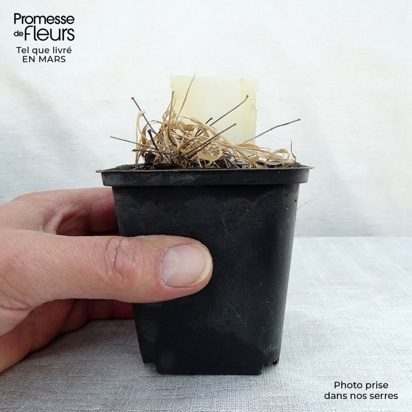 Exemplar von Epimedium rubrum - Rote Elfenblume Kleine Töpfe von 8/9 cm wie im Frühjahr geliefert