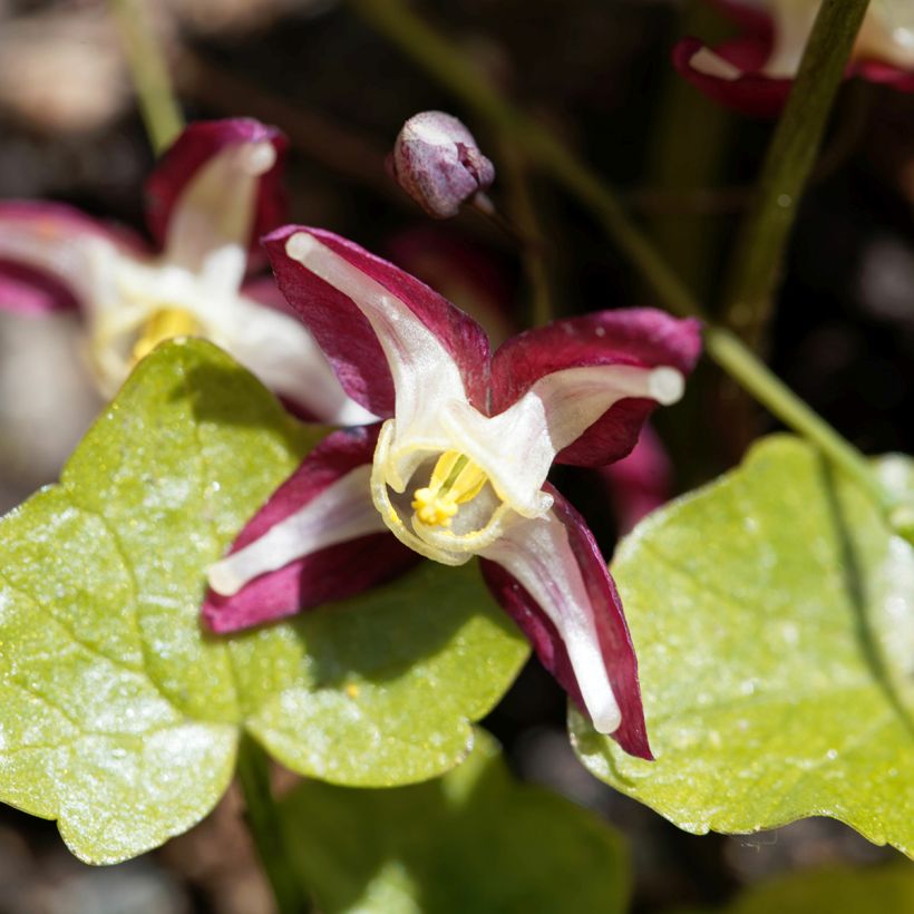 Epimedium rubrum - Rote Elfenblume (Flowering)