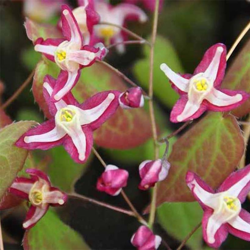 Epimedium rubrum Galadriel - Rote Elfenblume (Flowering)