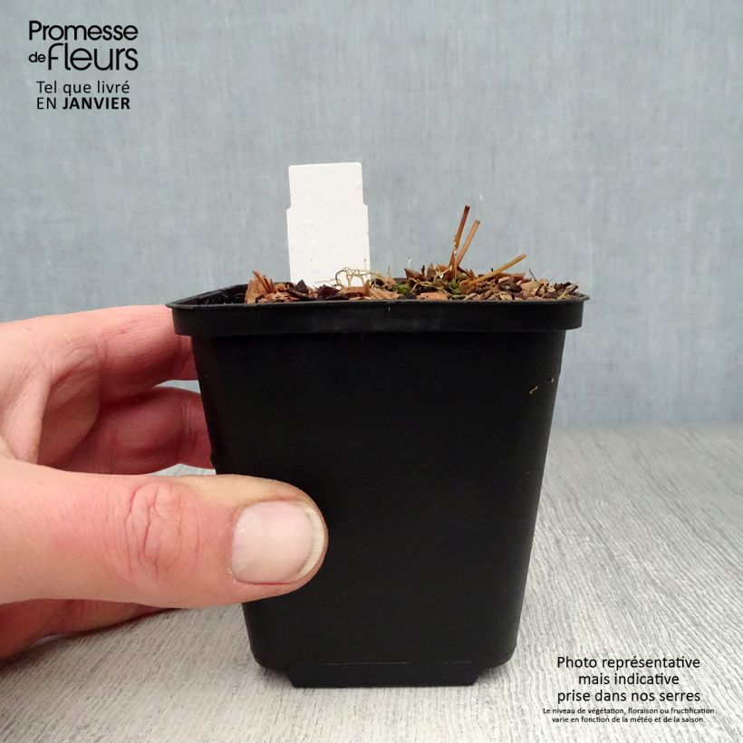 Exemplar von Epimedium rubrum Galadriel - Rote Elfenblume Kleine Töpfe von 8/9 cm wie im Winter geliefert