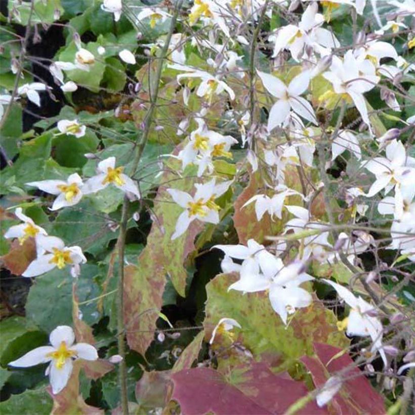 Epimedium stellulatum Wudang Star - Elfenblume (Flowering)