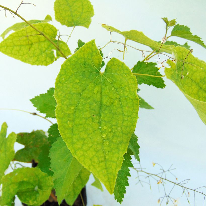 Epimedium stellulatum Wudang Star - Elfenblume (Foliage)