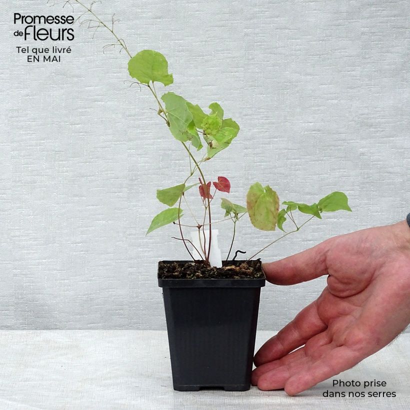 Exemplar von Epimedium stellulatum Wudang Star - Elfenblume Kleine Töpfe von 8/9 cm wie im Frühjahr geliefert