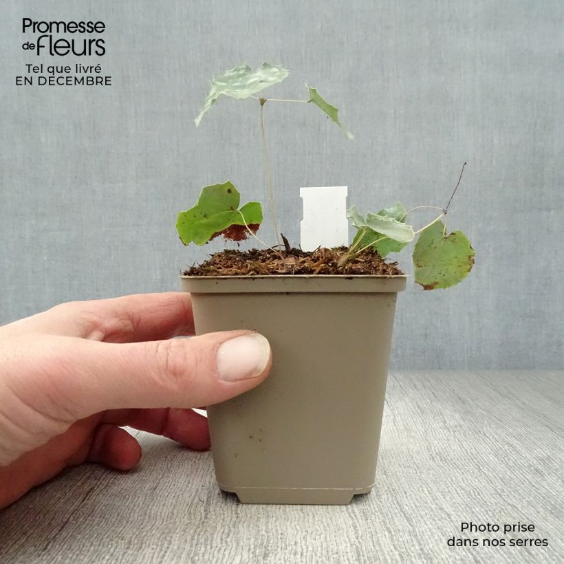 Exemplar von Epimedium stellulatum Wudang Star - Elfenblume Kleine Töpfe von 8/9 cm wie im Winter geliefert