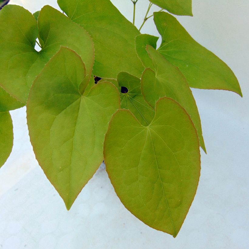 Epimedium warleyense Ellen willmott - Warley-Elfenblume (Foliage)