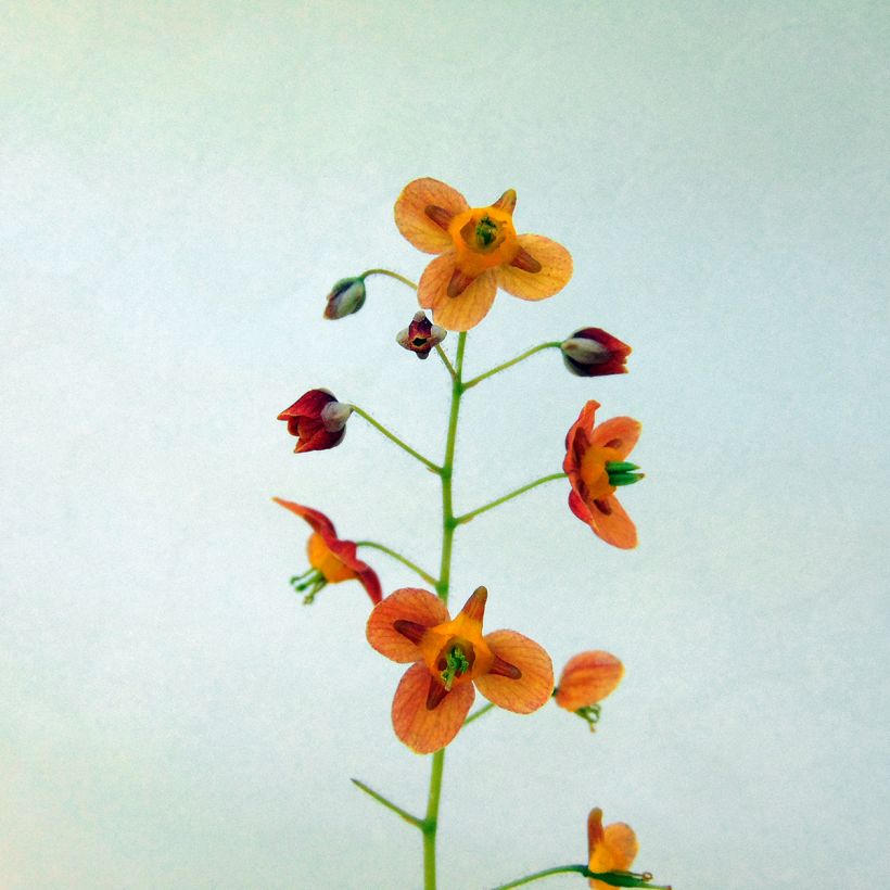 Epimedium warleyense Ellen willmott - Warley-Elfenblume (Flowering)
