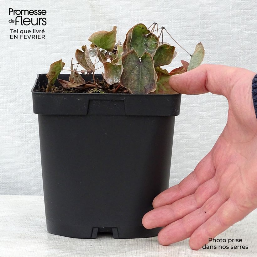 Example of Epimedium warleyense - Warley-Elfenblume Topf mit 2L/3L as you get in hiver