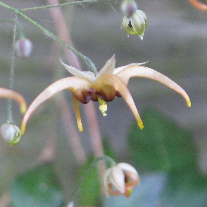 Epimedium wushanense - Elfenblume (Flowering)