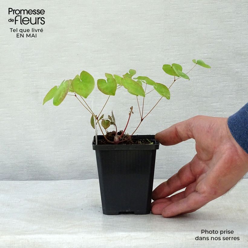 Exemplar von Epimedium versicolor Sulphureum - Vielfarbige Elfenblume Kleine Töpfe von 7/8 cm wie im Frühjahr geliefert