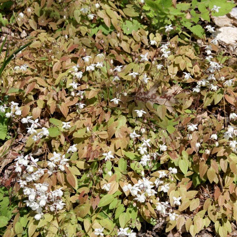 Epimedium youngianum Niveum - Elfenblume (Plant habit)