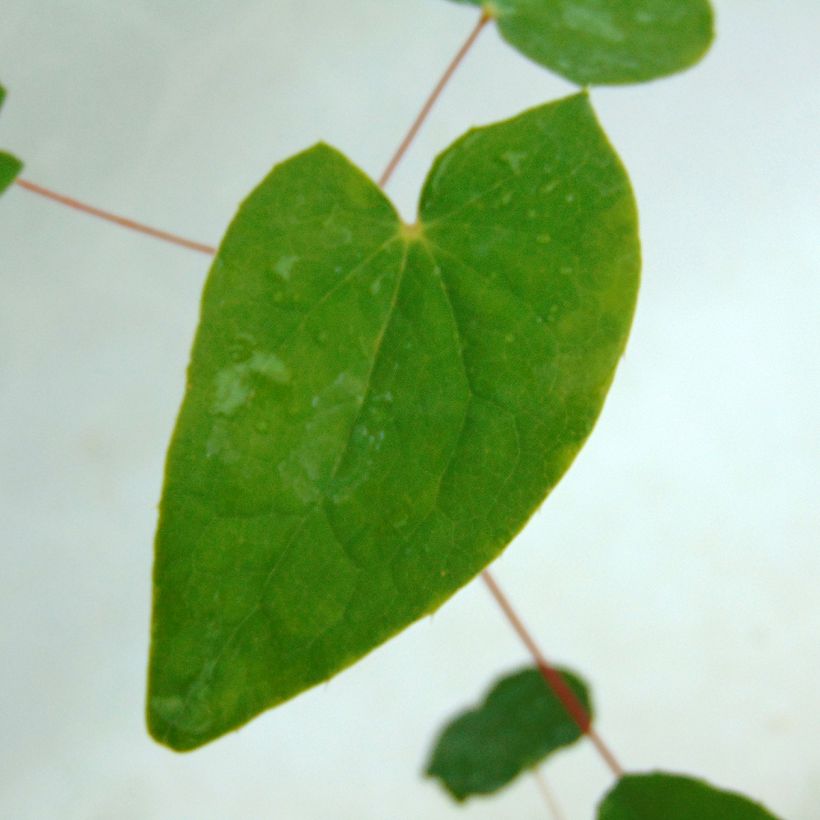 Epimedium youngianum Niveum - Elfenblume (Foliage)