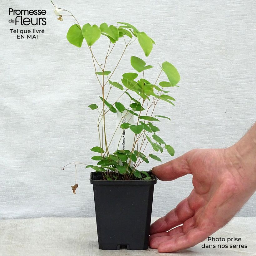 Exemplar von Epimedium youngianum Niveum - Elfenblume Kleine Töpfe von 8/9 cm wie im Frühjahr geliefert