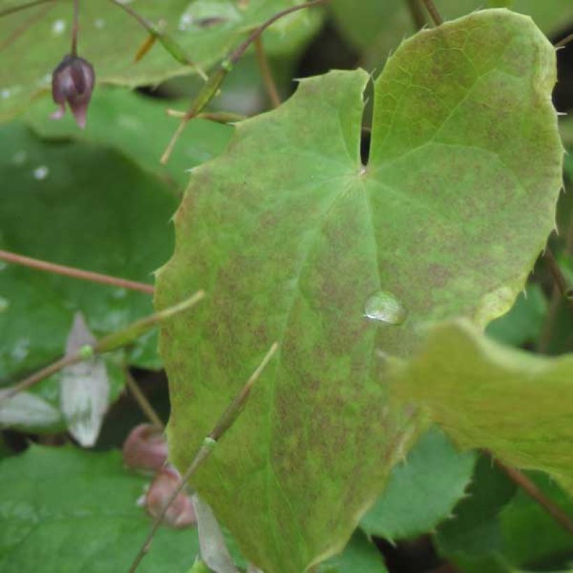 Epimedium Pink Elf - Elfenblume (Foliage)
