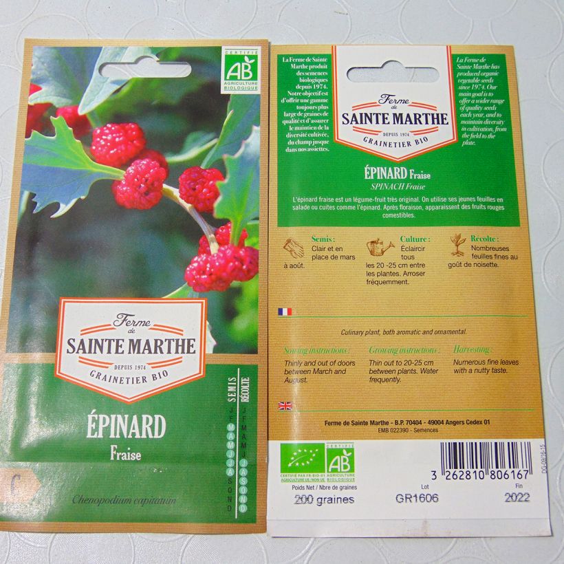 Example of Ähriger Erdbeerspinat Fraise - Chenopodium capitatum per pack of 180 seeds (0.15g) as you get