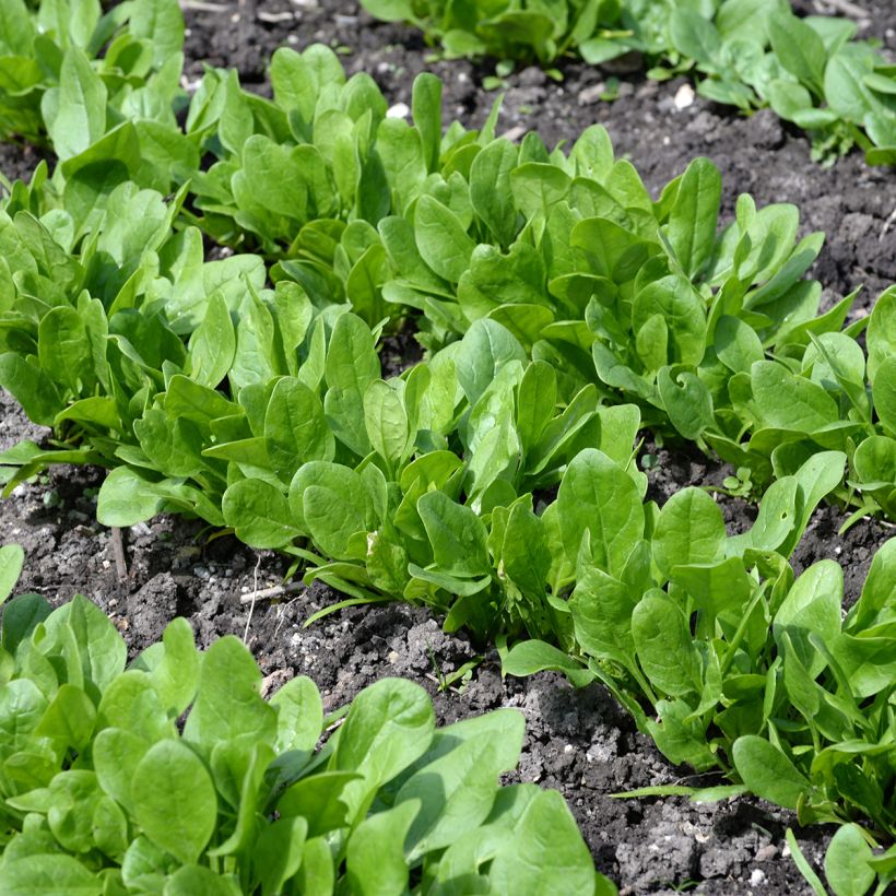 Spinat Matador (Plant habit)