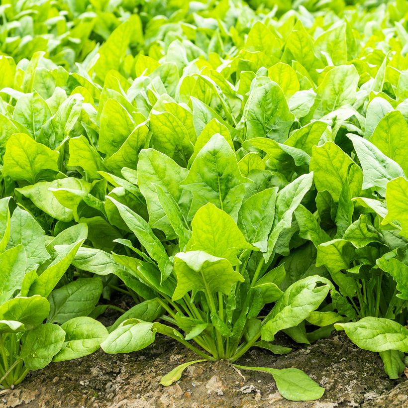 Rote Bete Perpetual (Plant habit)
