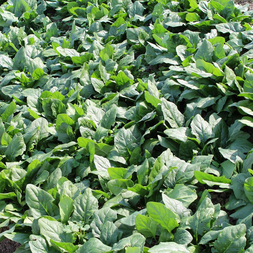 Spinat Picasso F1 (Foliage)