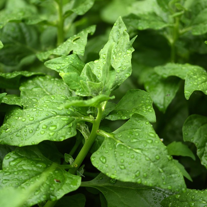 Neuseelandspinat - Tetragonia tetragonioides (Foliage)