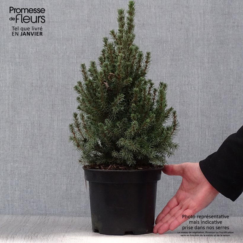 Example of Picea glauca Conica Blue Topf mit 3L/4L as you get in hiver