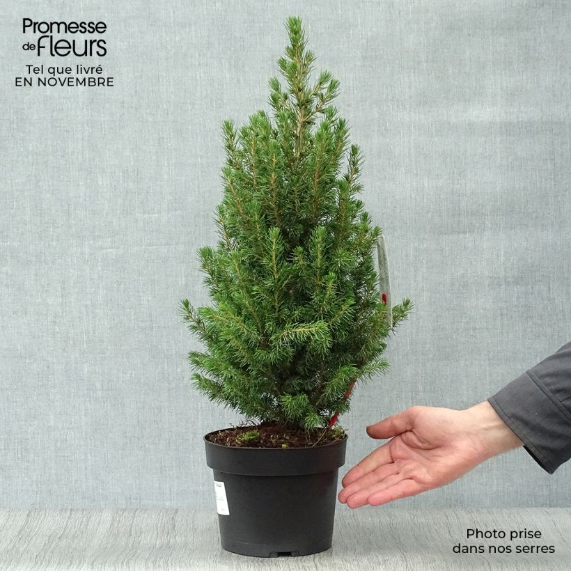 Example of Picea glauca Conica Topf mit 2L/3L as you get in automne