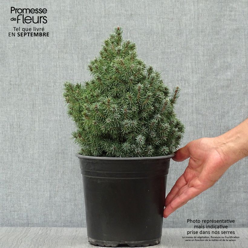 Example of Picea glauca Sander's Blue Topf mit 4L/5L as you get in automne