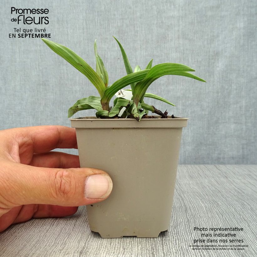 Example of Epipactis palustris - Sumpfwurz Kleine Töpfe von 8/9 cm as you get in automne