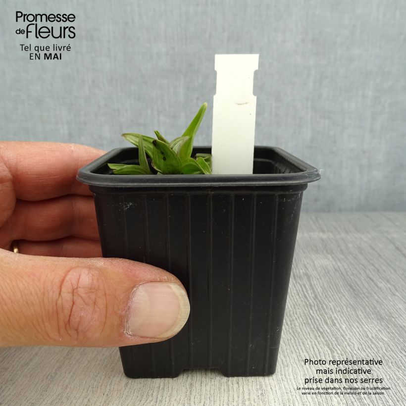 Exemplar von Epipactis palustris - Sumpfwurz Kleine Töpfe von 8/9 cm wie im Frühjahr geliefert